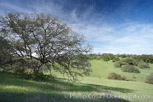 Oak tree and pastoral rolling grass-covered hills, Santa Rosa Plateau Ecological Reserve, Murrieta, California