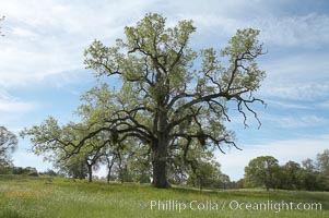 Oak trees and grass cover the countryside in green, spring, Sierra Nevada foothills, Quercus, Mariposa, California