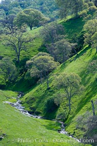 Oak trees and grass cover the countryside in green, spring, Sierra Nevada foothills, Quercus, Mariposa, California