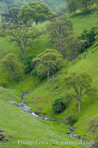 Oak trees and grass cover the countryside in green, spring, Sierra Nevada foothills, Quercus, Mariposa, California