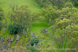 Oak trees and grass cover the countryside in green, spring, Sierra Nevada foothills, Quercus, Mariposa, California