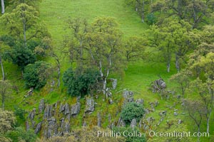 Oak trees and grass cover the countryside in green, spring, Sierra Nevada foothills, Quercus, Mariposa, California