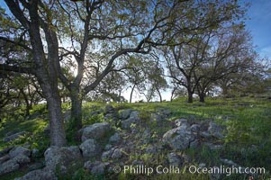 Oak tree backlit by the morning sun, surrounded by boulders and springtime grasses, Santa Rosa Plateau Ecological Reserve, Murrieta, California