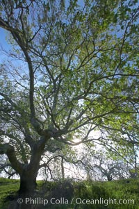 Oak tree backlit by the morning sun, surrounded by boulders and springtime grasses, Santa Rosa Plateau Ecological Reserve, Murrieta, California