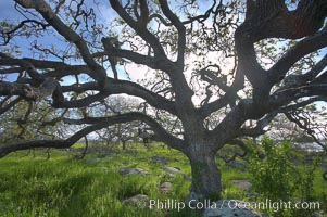 Oak tree backlit by the morning sun, surrounded by boulders and springtime grasses, Santa Rosa Plateau Ecological Reserve, Murrieta, California