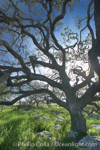 Oak tree backlit by the morning sun, surrounded by boulders and springtime grasses, Santa Rosa Plateau Ecological Reserve, Murrieta, California