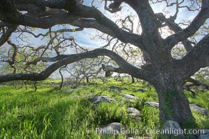 Oak tree backlit by the morning sun, surrounded by boulders and springtime grasses, Santa Rosa Plateau Ecological Reserve, Murrieta, California