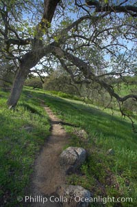 Oak tree and dirt walking path, Santa Rosa Plateau Ecological Reserve, Murrieta, California