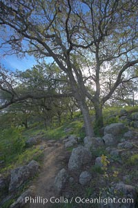 Oak tree and dirt walking path, Santa Rosa Plateau Ecological Reserve, Murrieta, California