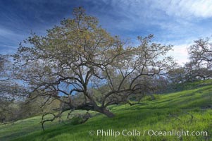 Oak tree and pastoral rolling grass-covered hills, Santa Rosa Plateau Ecological Reserve, Murrieta, California