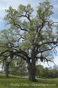 Oak trees and grass cover the countryside in green, spring, Sierra Nevada foothills, Quercus, Mariposa, California