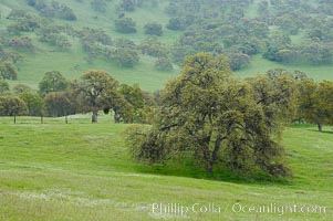 Oak trees and grass cover the countryside in green, spring, Sierra Nevada foothills, Quercus, Mariposa, California