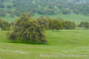 Oak trees and grass cover the countryside in green, spring, Sierra Nevada foothills, Quercus, Mariposa, California