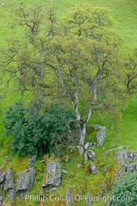 Oak trees and grass cover the countryside in green, spring, Sierra Nevada foothills, Quercus, Mariposa, California