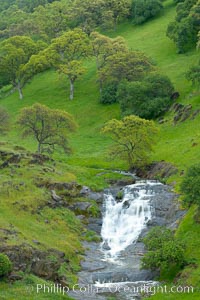 Oak trees and grass cover the countryside in green, spring, Sierra Nevada foothills, Quercus, Mariposa, California