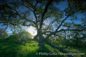 Oak tree at sunrise, Santa Rosa Plateau, Santa Rosa Plateau Ecological Reserve, Murrieta, California