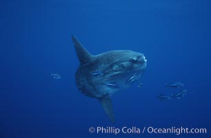 Ocean sunfish, halfmoon perch removing its parasites, open ocean, Medialuna californiensis, Mola mola, San Diego, California