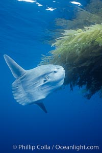 Ocean sunfish recruiting fish near drift kelp to clean parasites, open ocean, Baja California, Mola mola