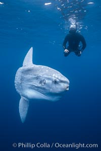 Ocean sunfish and photographer, open ocean, San Diego, California