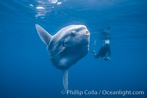 Ocean sunfish and photographer, open ocean, San Diego, California