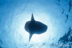 Ocean sunfish viewed from below, sunning/basking at surface, open ocean, San Diego, California