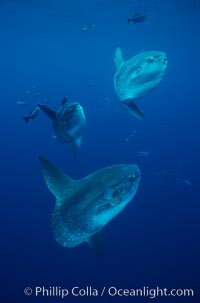 Ocean sunfish schooling, open ocean near San Diego, Mola mola