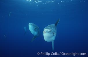 Ocean sunfish schooling, open ocean near San Diego, Mola mola