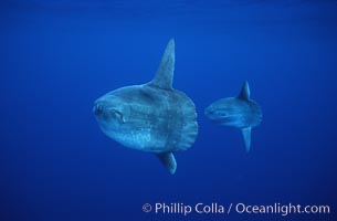 Ocean sunfish schooling, open ocean near San Diego, Mola mola