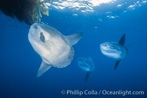 Ocean sunfish schooling, open ocean near San Diego, Mola mola