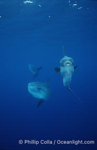 Ocean sunfish schooling, open ocean near San Diego, Mola mola