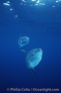 Ocean sunfish schooling, open ocean near San Diego, Mola mola