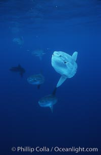 Ocean sunfish schooling, open ocean near San Diego, Mola mola