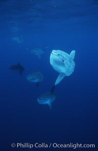 Ocean sunfish schooling, open ocean near San Diego, Mola mola