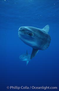 Ocean sunfish schooling, open ocean near San Diego, Mola mola