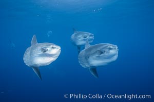 Ocean sunfish schooling, open ocean near San Diego, Mola mola