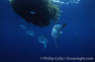 Ocean sunfish schooling, open ocean near San Diego, Mola mola