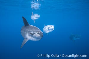 Ocean sunfish schooling, open ocean near San Diego, Mola mola