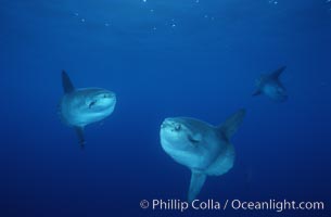 Ocean sunfish schooling, open ocean near San Diego, Mola mola