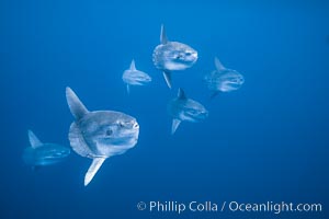 Ocean sunfish schooling, open ocean near San Diego, Mola mola