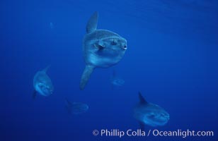 Ocean sunfish schooling, open ocean near San Diego. California, USA, Mola mola, natural history stock photograph, photo id 03627