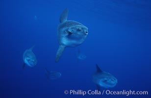 Ocean sunfish schooling, open ocean near San Diego, Mola mola