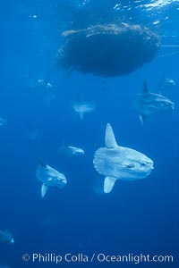 Ocean sunfish schooling near drift kelp, soliciting cleaner fishes, open ocean, Baja California, Mola mola