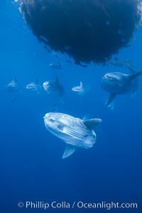 Ocean sunfish schooling near drift kelp, soliciting cleaner fishes, open ocean, Baja California, Mola mola