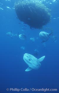 Ocean sunfish schooling near drift kelp, soliciting cleaner fishes, open ocean, Baja California, Mola mola