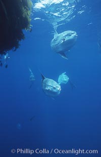 Ocean sunfish schooling near drift kelp, soliciting cleaner fishes, open ocean, Baja California, Mola mola