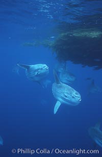 Ocean sunfish schooling near drift kelp, soliciting cleaner fishes, open ocean, Baja California, Mola mola