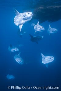 Ocean sunfish schooling near drift kelp, soliciting cleaner fishes, open ocean, Baja California, Mola mola