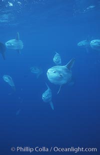 Ocean sunfish schooling near drift kelp, soliciting cleaner fishes, open ocean, Baja California, Mola mola