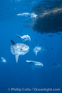 Ocean sunfish schooling near drift kelp, soliciting cleaner fishes, open ocean, Baja California, Mola mola