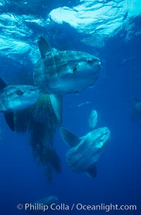 Ocean sunfish schooling near drift kelp, soliciting cleaner fishes, open ocean, Baja California, Mola mola